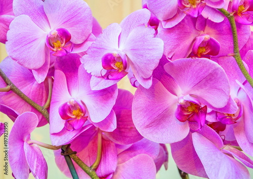 Fototapeta Naklejka Na Ścianę i Meble -  Beautiful bright pink orchid flowers