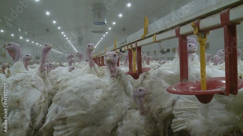 Poultry farm for growing broiler turkeys ; Premises at poultry farm for growing broiler turkeys,video clip