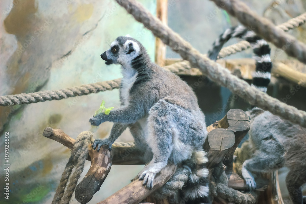 Fototapeta premium A huddle of ring tailed lemurs