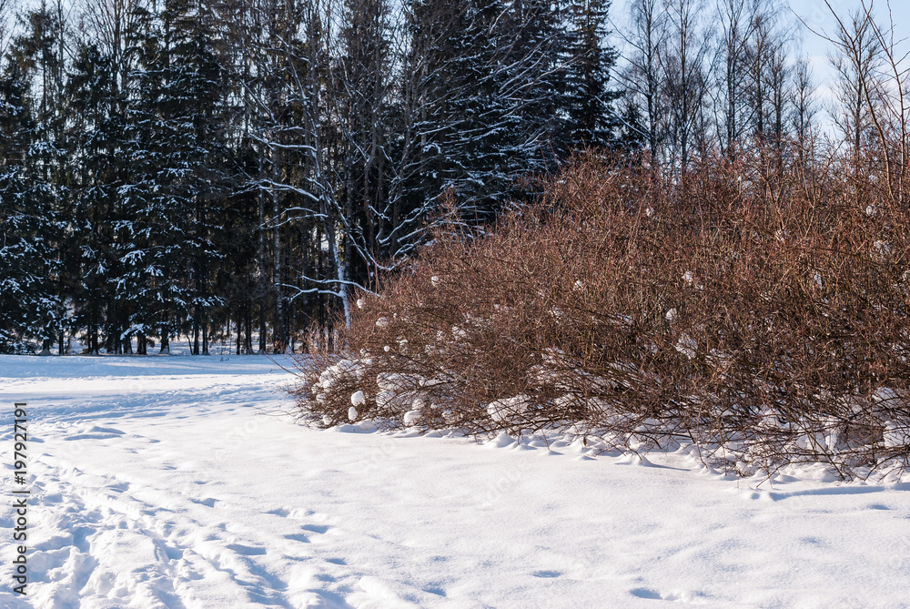 custom made wallpaper toronto digitalTree branches covered with snow after snowfall close up