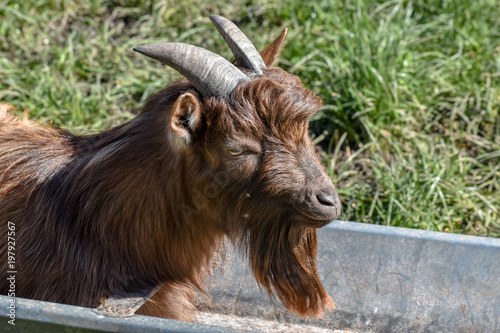 Male Brown Goat