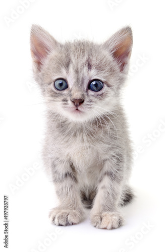 Small gray kitten.