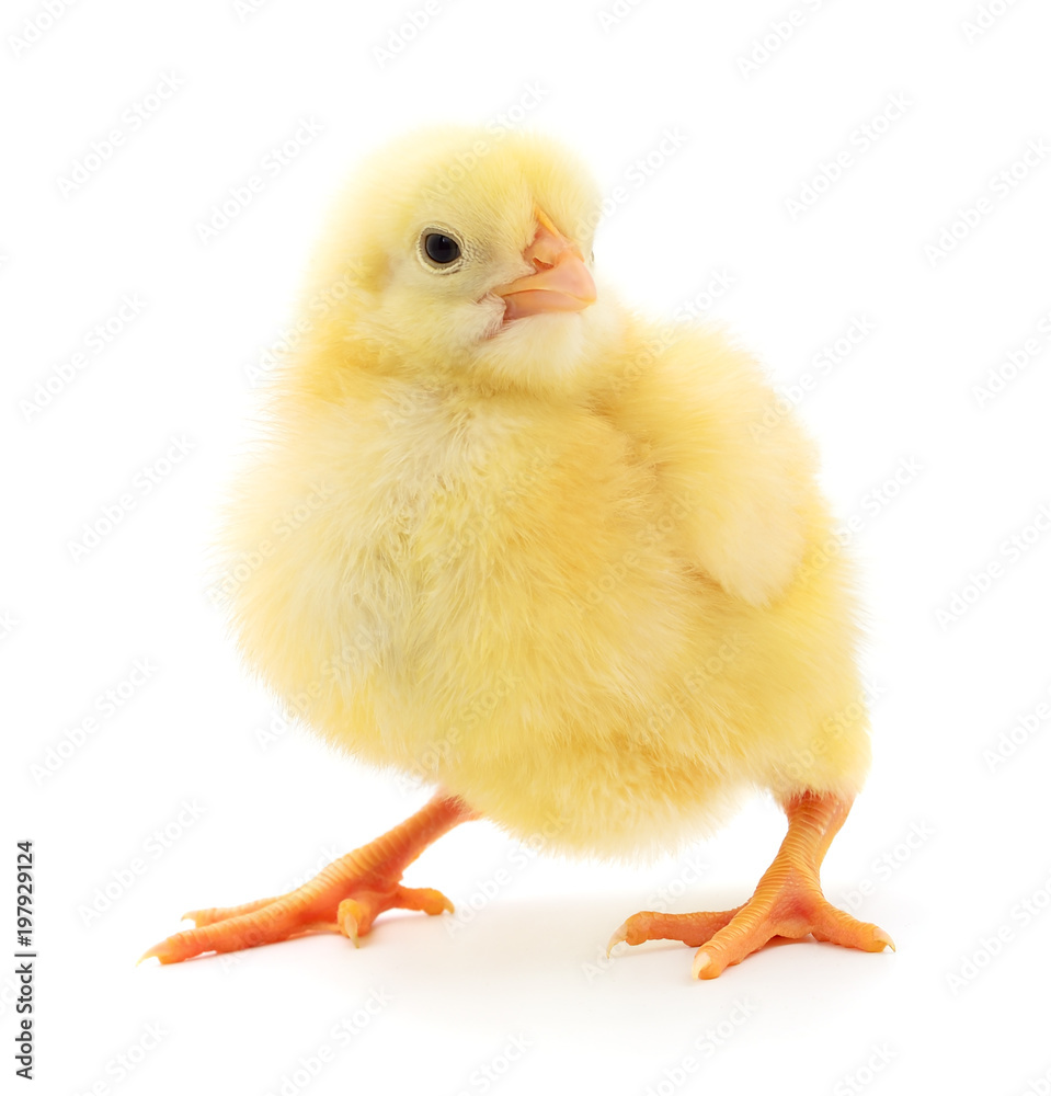 Fototapeta premium Small yellow chicken.