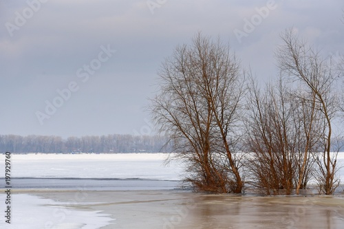 Trees on the shallows of a frozen river. Winter sunny day. Ice and snow. © German