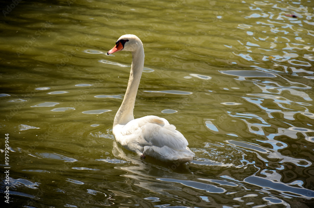 Fototapeta premium Cisne