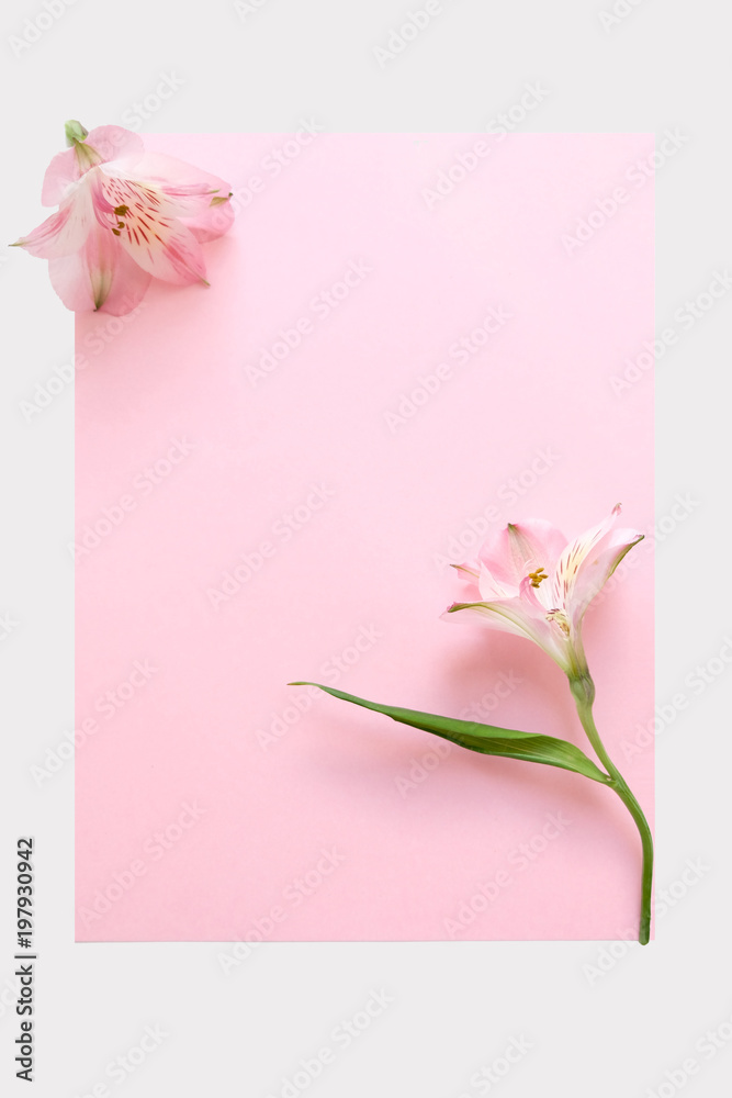 Vertical Minimal Light Pink and White Composition Gentle Flower Paper Blank Card Concept of Beauty Women Fashion Cosmetics Open Space Text Flat Lay Top View Frame Mock Up