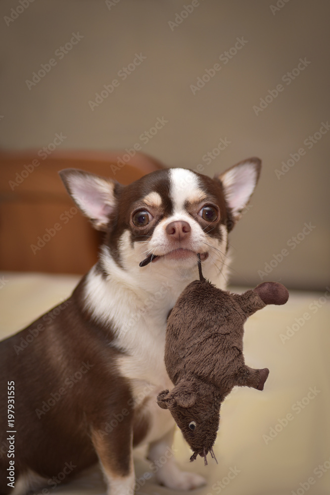 Dog breed Chihuahua with toy rat in the mouth.