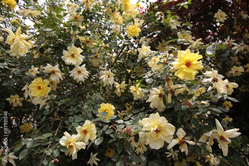 yellow rose. Garden