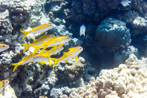 A flock of fish on the coral reef of the red sea. Fish of the red sea.