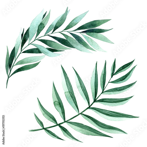 Tablou pe pânză Watercolor illustration of fern leaves