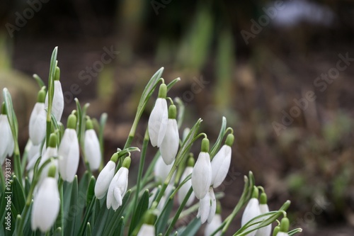 Spring flowering. Snowdrops in the park. Slovakia