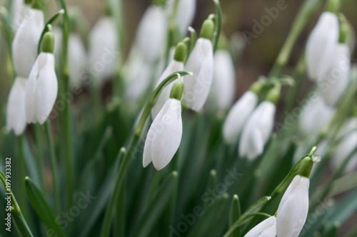 Spring flowering. Snowdrops in the park. Slovakia