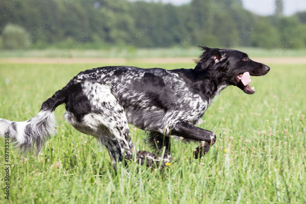 Large munsterlander dog running