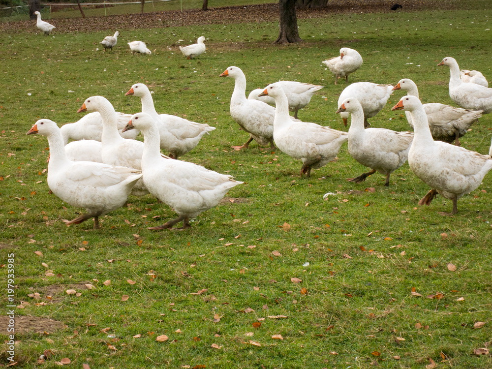 Obraz premium Gänseschaar