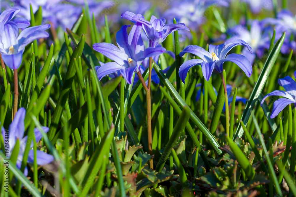 Obraz premium Spring flowers