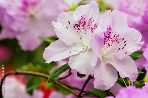 Pink azalea flowers