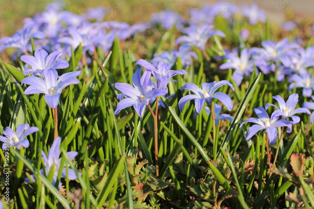 Fototapeta premium Spring flowers