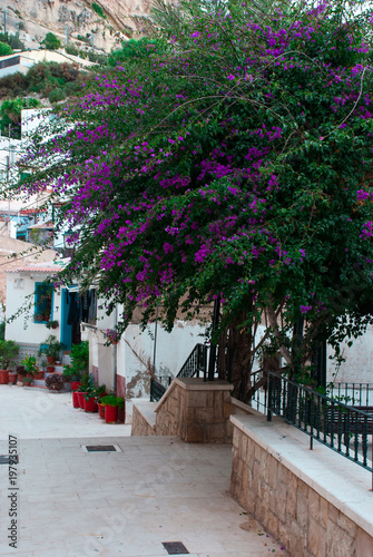 Colorful small street in Europe with green plants  and flowers outdoor. Mediterranean town.