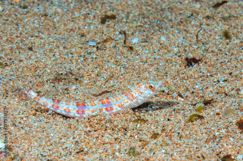 Red lizards on the sandy bottom. Fish of the red sea.