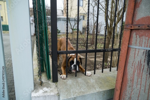 Dog behind the fence. Slovakia