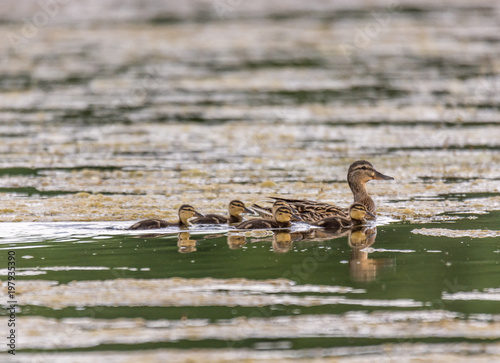 portret rodziny ptaków wodnych, lato, kaczka krzyzówka