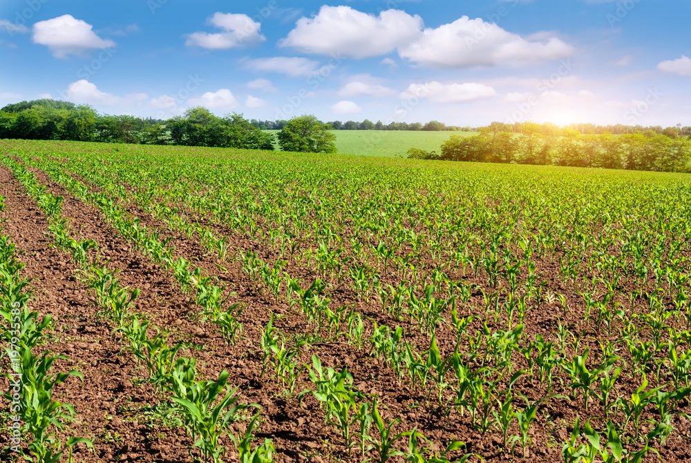 Sunrise over the corn field. Sunrise over the corn field.
