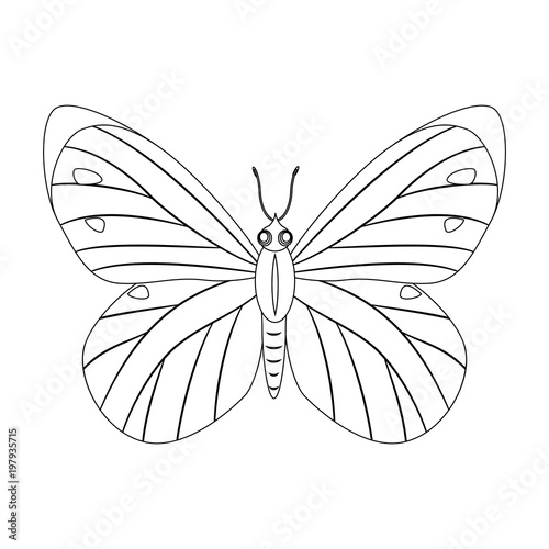 Colorless butterfly vector illustration isolated on white backgr