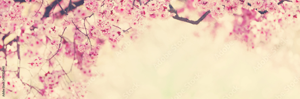 Fototapeta premium Spring blossom pink tree flowers background