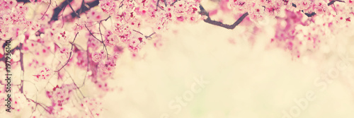 Spring blossom pink tree flowers background