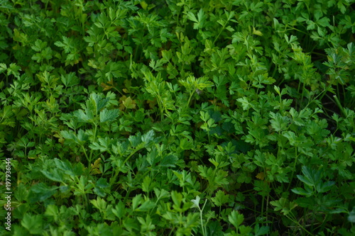 Parsley, mint, dill and onion are consumed naturally and my health is beneficial