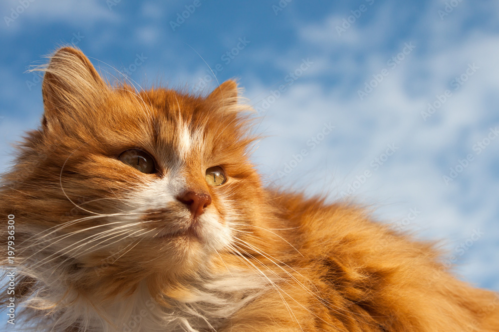 Cat against cloudy blue sky background