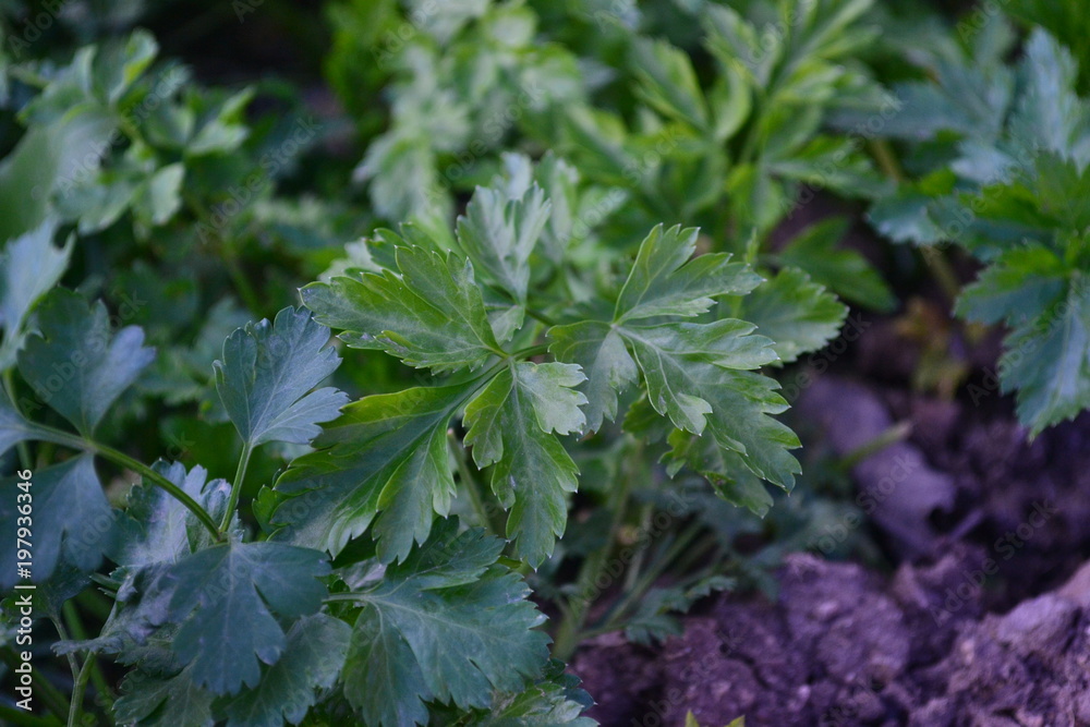 Parsley, mint, dill and onion are consumed naturally and my health is beneficial Parsley, mint, dill and onion are consumed naturally and my health is beneficial