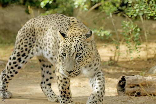 leopard walking in search of food