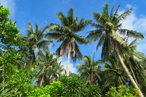 Green palm trees in forest