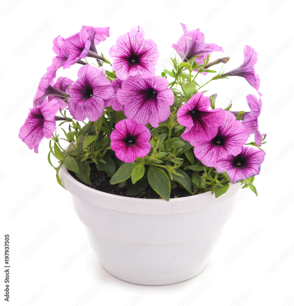 Colorful petunia in the pot. - obrazy, fototapety, plakaty 