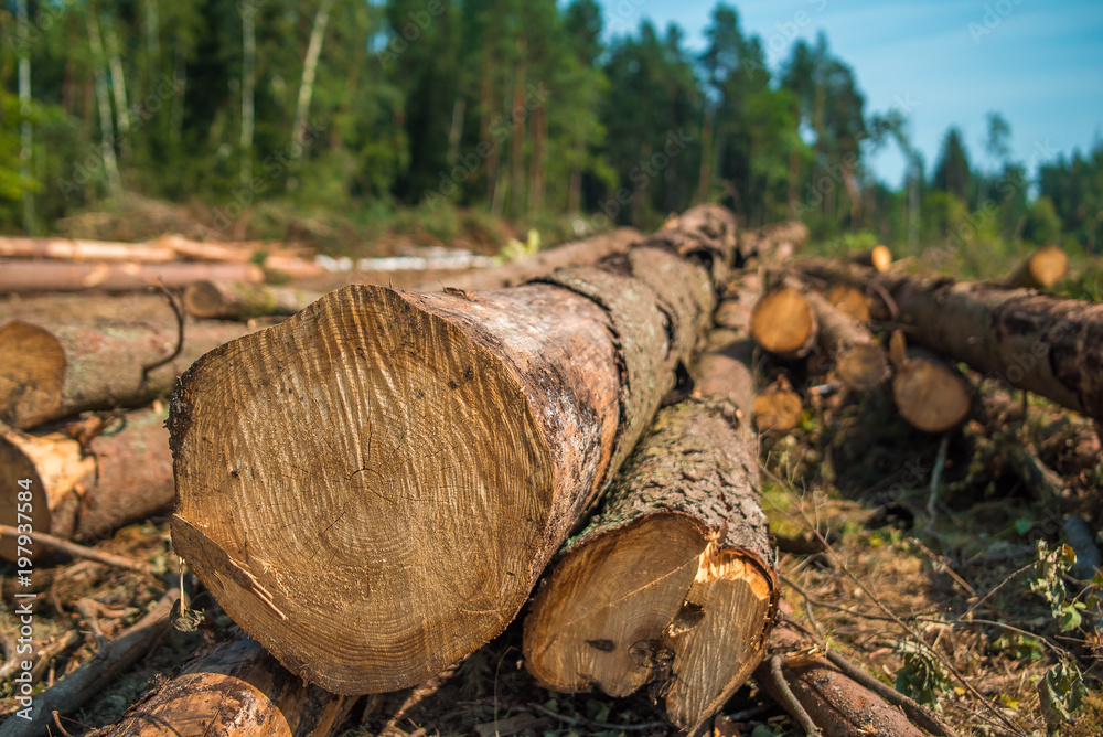 Cut tree trunks prepared for timber Cut tree trunks prepared for timber