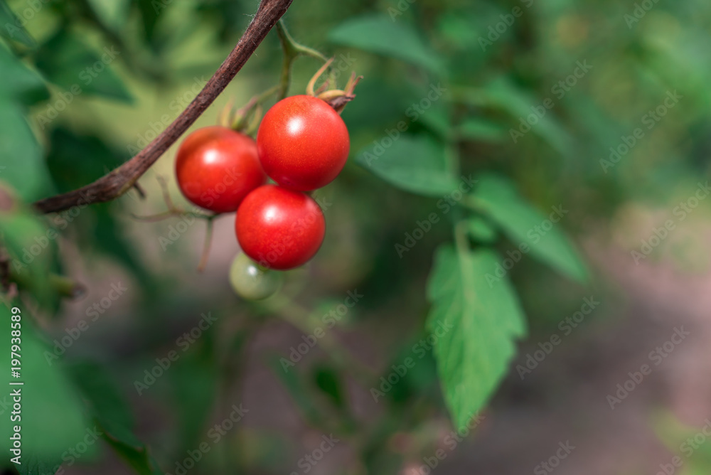 Growing ripe cherry tomatoes close up
