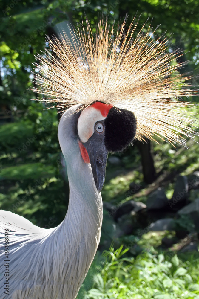 Fototapeta premium Crowned crane on a green background
