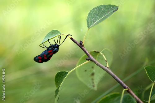 The Zygaenidae butterfly  is on the leaf on the branch