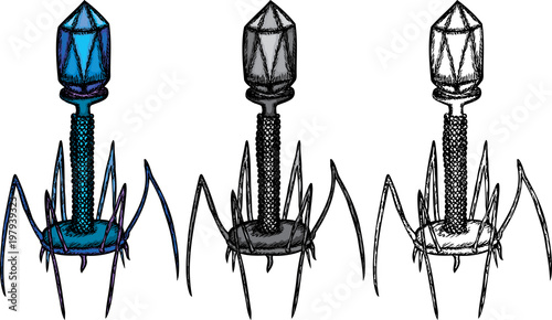 Bacteriophage Lambda