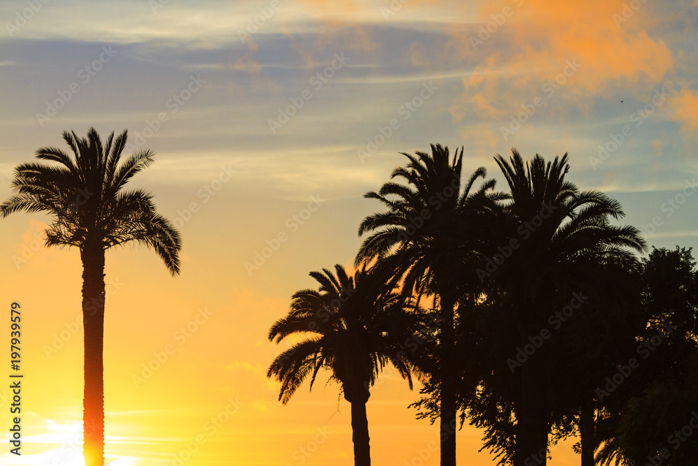 palm trees in the sunset on the shore of the ocean