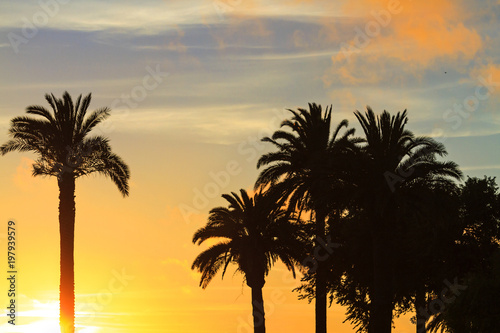 palm trees in the sunset on the shore of the ocean