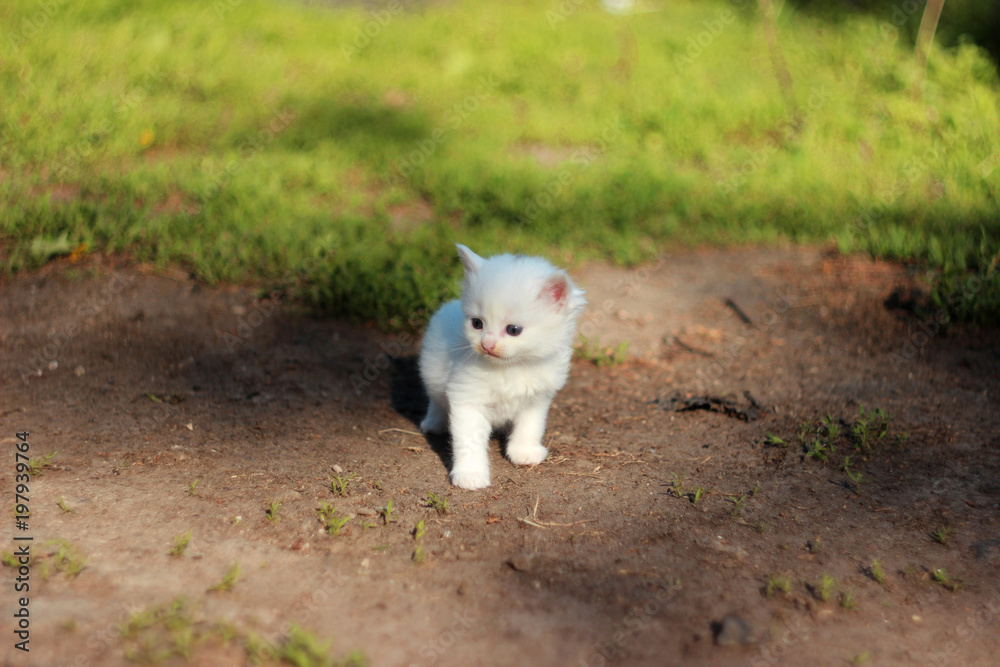 A small white kitten standing on green grass on a Sunny day. Mammal A small white kitten standing on green grass on a Sunny day. Mammal