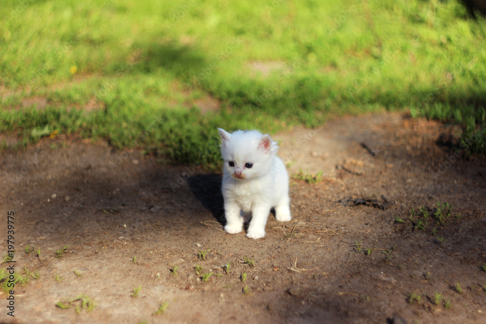 A small white kitten standing on green grass on a Sunny day. Mammal A small white kitten standing on green grass on a Sunny day. Mammal