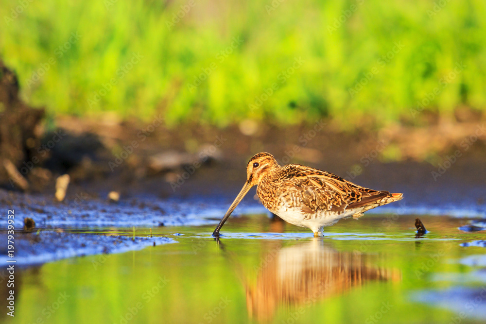 snipe wandering in the warm summer puddle snipe wandering in the warm summer puddle