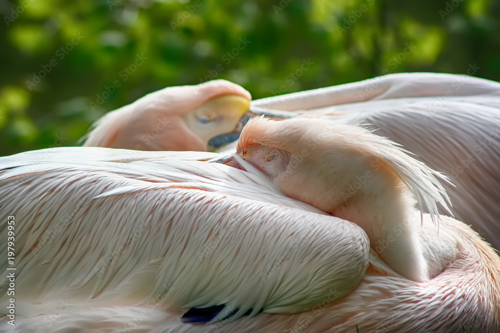 Fototapeta premium two white pelicans are slipping outdoors