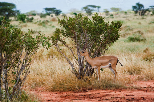 Fototapeta Naklejka Na Ścianę i Meble -  antelope in the Savannah