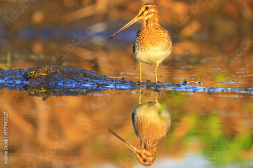 snipe with a long beak and a reflection in water