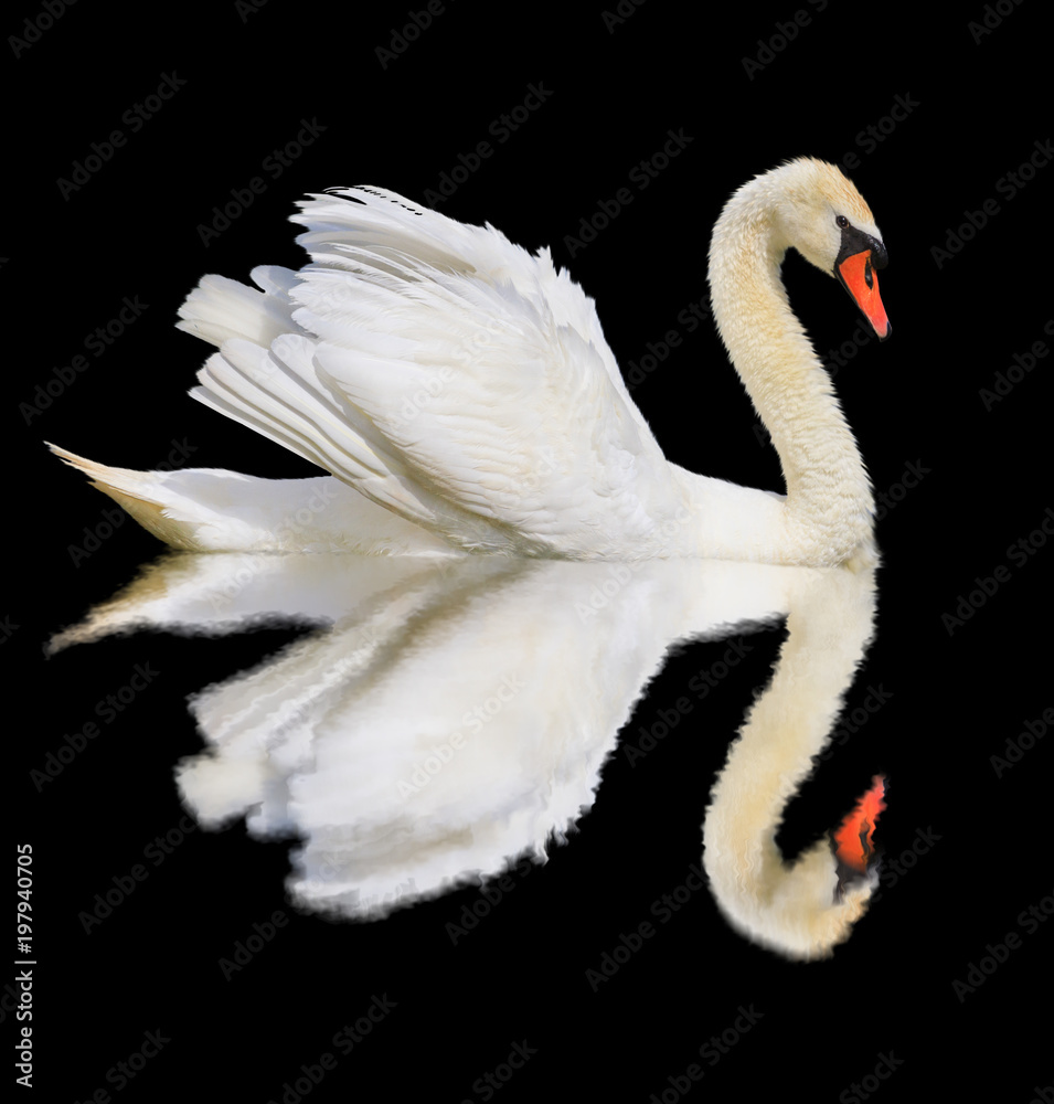 Naklejka premium white swan is isolated on a black background