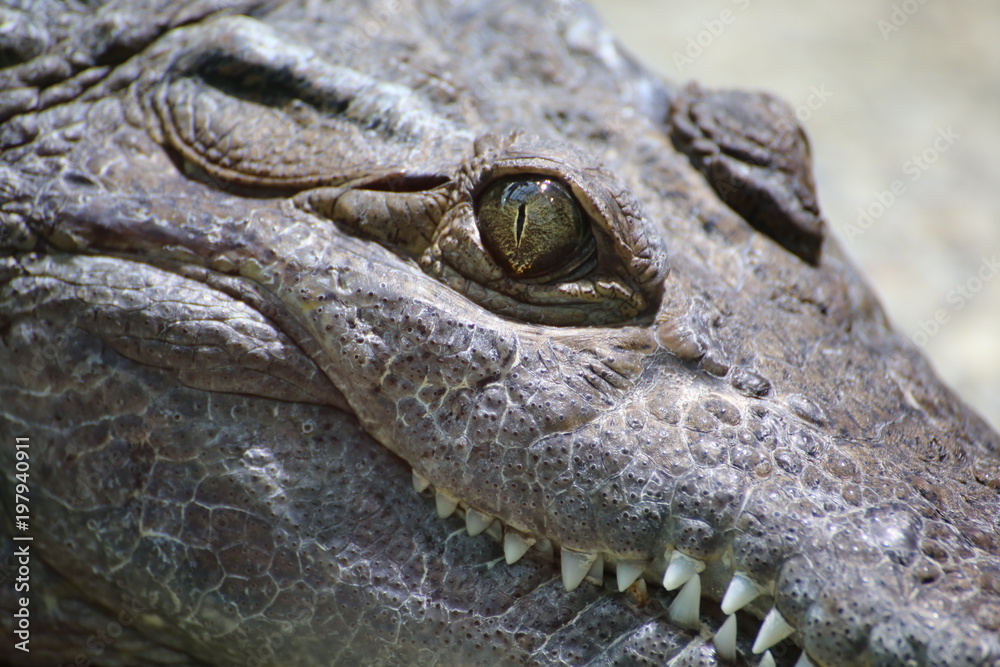 Obraz premium crocodiles